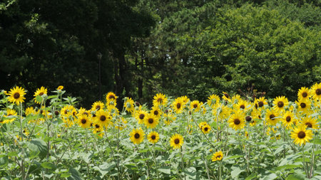Sunflowers in the field with green trees in the background.の写真素材