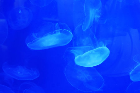 Jellyfish in the aquarium aquariumの写真素材