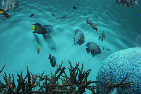 Fish swimming in an aquariumの写真素材
