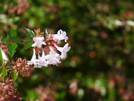 Abelia planted in the parkの写真素材