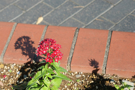 Pentas planted in a flowerbed in the parkの写真素材