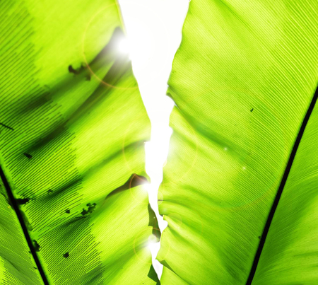 the light through the leaves