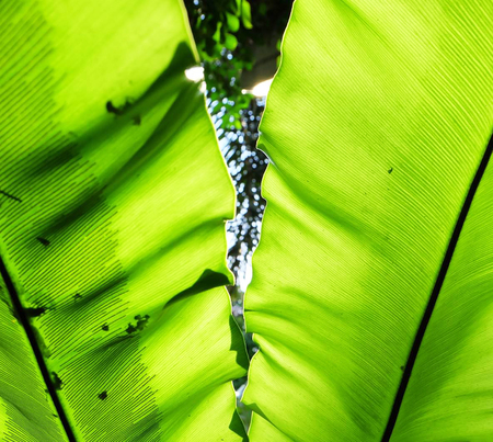 the light through the leaves