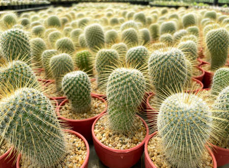 fresh cactus in pot. Cactus plant patternの写真素材