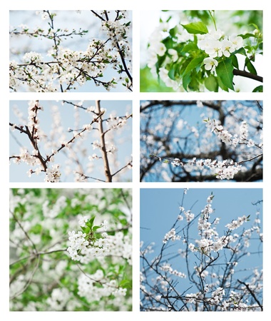 Fruit trees in bloom  Shallow depth of fieldの写真素材