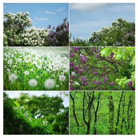 Spring backgrounds, set of 6 imagesの写真素材