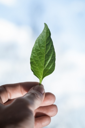Hand of man holding green leaf over floral skyの写真素材