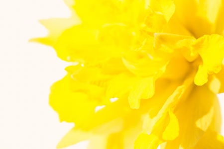 Abstract floral background. Shallow depth of fieldの写真素材