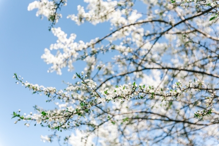 Apricot tree blooming over blue sky. Shallow depth of fieldの写真素材