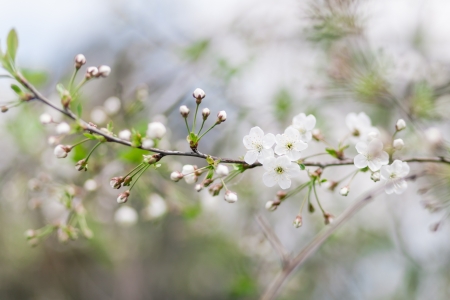 Spring blooming of cherry tree. Shallow depth of fieldの写真素材