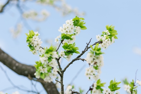 Apricot tree blooming over blue sky. Shallow depth of fieldの写真素材