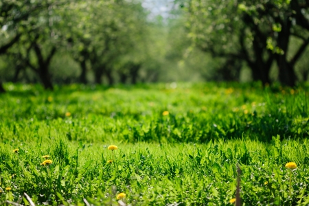 Spring yellow early dandelions in garden. Select focus on foreground. Lot of copy spaceの写真素材
