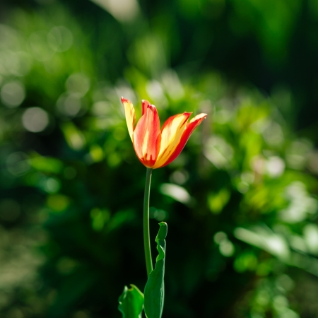 Young red single tulip. Shallow depth of fieldの写真素材