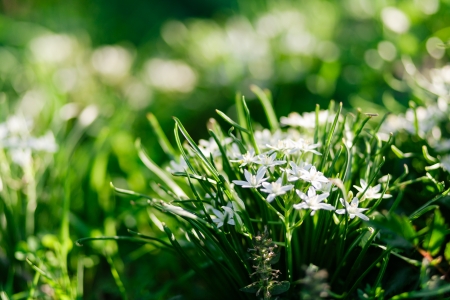 Spring blooming of garden flowers. Shallow depth of fieldの写真素材