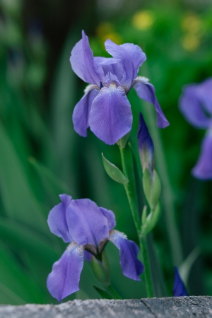 Irises in the garden. Shallow depth of fieldの写真素材