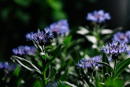 Blue cornflowers in garden. Shallow depth of fieldの写真素材