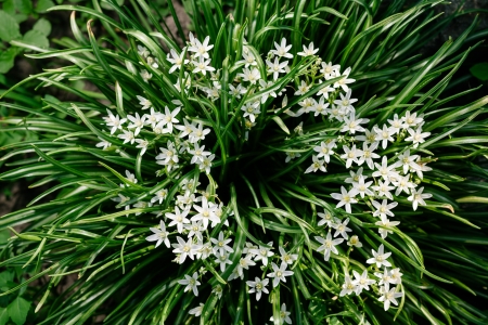 Spring blooming of garden flowers. Shallow depth of fieldの写真素材