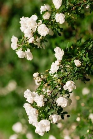 Flowers of eglantine in bloom. Shallow depth of fieldの写真素材