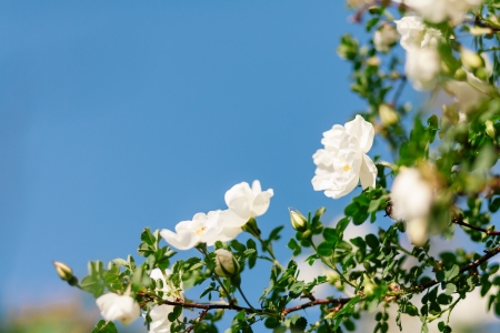Flowers of eglantine in bloom. Shallow depth of fieldの写真素材