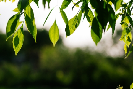 Young green leaves of walnut on sunsetの写真素材