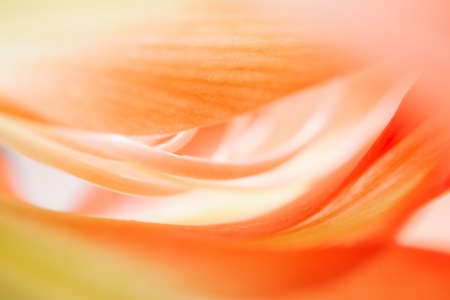 Floral abstract background. Shallow depth of fieldの写真素材