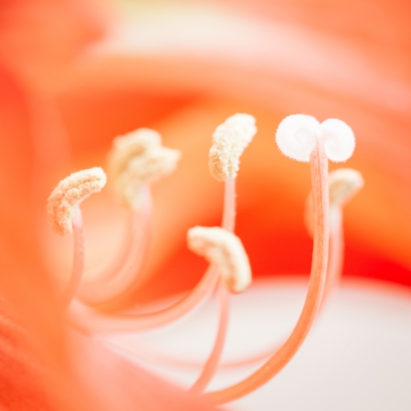 Floral abstract background. Shallow depth of fieldの写真素材
