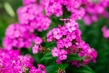 Abstract pink garden flowers. Shallow depth of field
