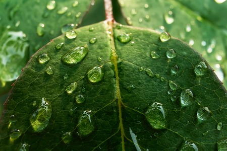 Extreme macro closeup of leaves with dewdrops after rainの写真素材