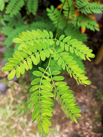 Close up of a plantの写真素材