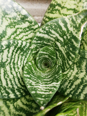 Top view of a vipers bowstring hempの写真素材