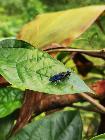 Fly on a plant