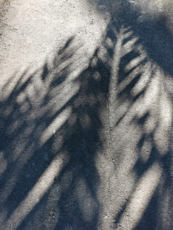 Palm leaves casting shadow on the wallの写真素材