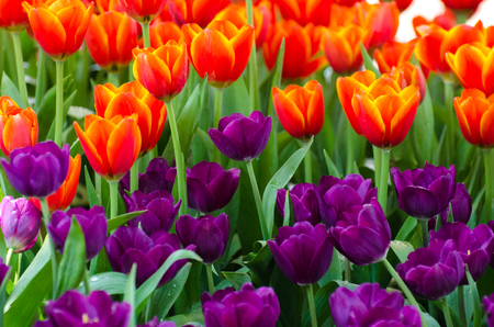 tulips flower, many flowering tulips on a flower bed Can be used for display or montage your production. Presentation of advertising ideas.の写真素材