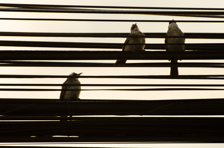 silhouette, Bird is on the power cord.の写真素材