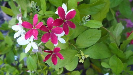 Flowers and leaves In beautiful nature for the backgroundの写真素材