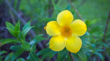 Flowers and leaves In beautiful nature for the backgroundの写真素材