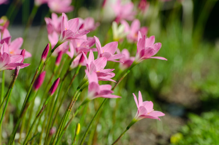 Pink Lily flower, Purple, pink, red, cosmos flowers in the garden with blur background in vintage style soft focus.の写真素材