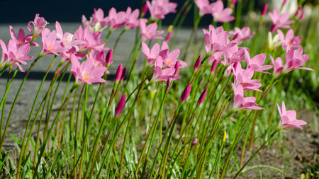 Pink Lily flower, Purple, pink, red, cosmos flowers in the garden with blur background in vintage style soft focus.の写真素材