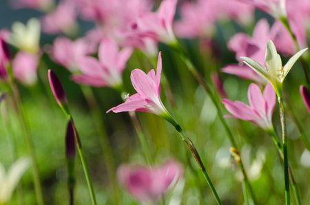 Pink Lily flower, Purple, pink, red, cosmos flowers in the garden with blur background in vintage style soft focus.の写真素材
