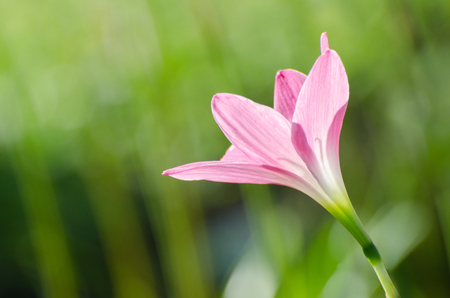 Pink Lily flower, Purple, pink, red, cosmos flowers in the garden with blur background in vintage style soft focus.の写真素材