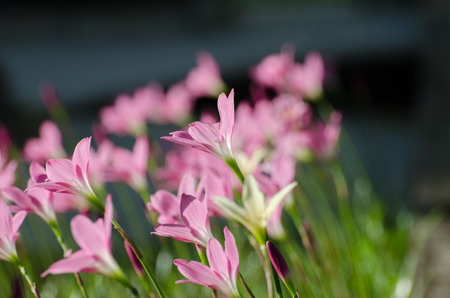 Pink Lily flower, Purple, pink, red, cosmos flowers in the garden with blur background in vintage style soft focus.の写真素材