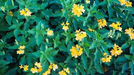 Flowers and leaves In beautiful nature for the backgroundの写真素材