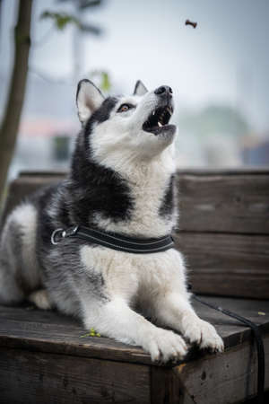 Husky dog in black white sits on a bench in a park. Trying to catch food.の写真素材