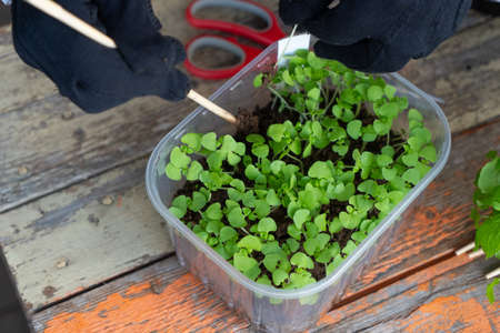 Planting fresh herbs. Rosemary and basil.の写真素材
