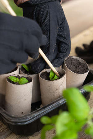 Planting fresh herbs in paper tubes. Rosemary and basil.の写真素材