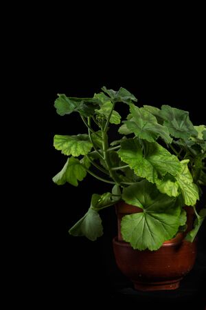 Pelargonium grandiflorum green plant and black backgroundの写真素材