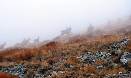 chamois in autumn Zapadne Tatry near Vysna Magura peakの写真素材