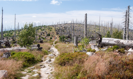 Sumava (Bavarian Forest mountains with Vysoky hreben (Hochkamm)  hill with hiking trail and blue sky with cloudsの写真素材