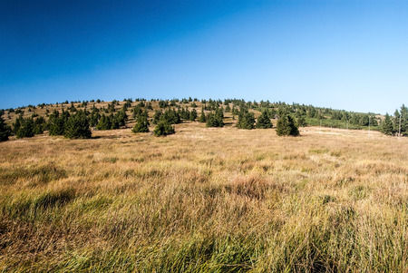 mountain meadow on Jeseniky mountain range main ridge near Velky Maj hill during summer afternoon with clear skyの写真素材