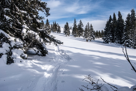 winter mountain meadow with trees, snowshoes steps and blue sky with clouds bellow Roseggerhaus chalet in Stuhleck mountain ridge in Fischbacher Alpen mountains in Styriaの写真素材